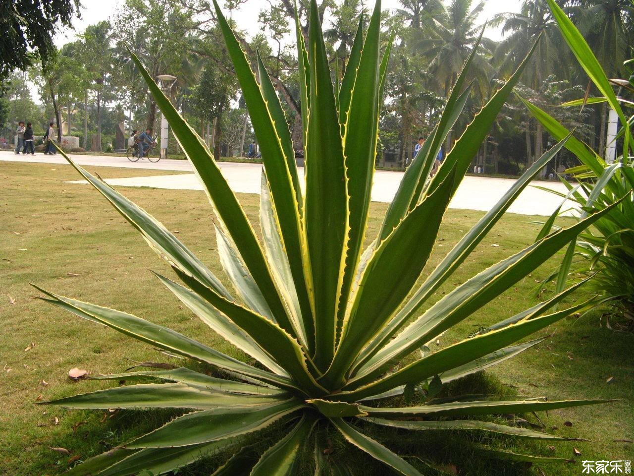 哪些植物去除甲醛效果好？