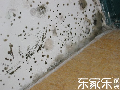 墻面為什么發(fā)霉？